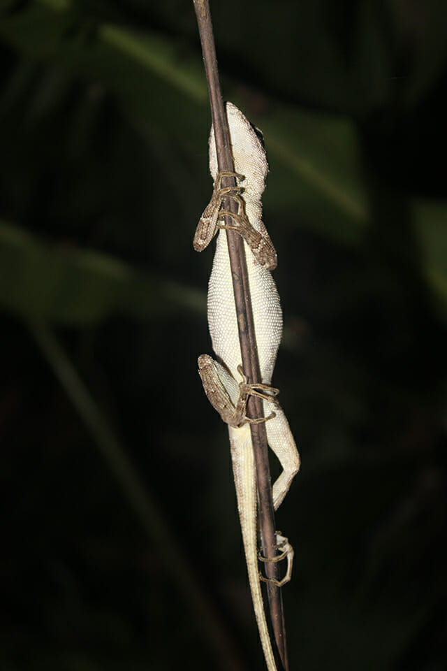 costa rica trake jungle
