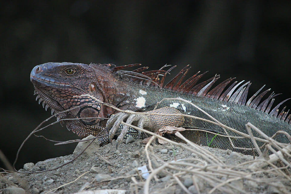 iguane costa rica