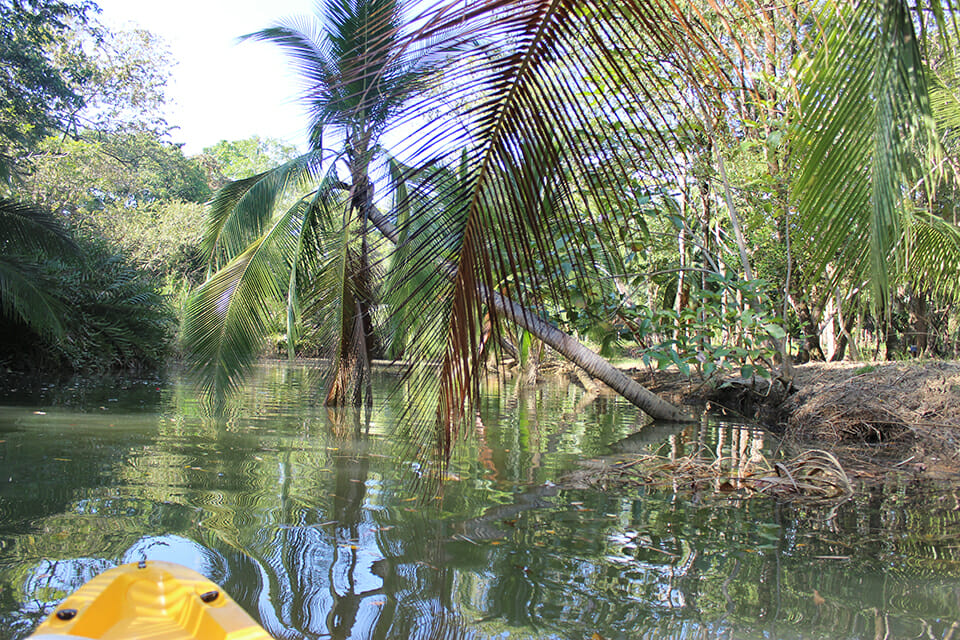 mangrove costa rica
