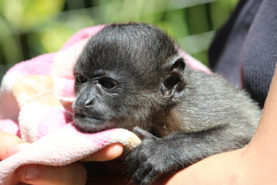 monos puerto viejo juguar center