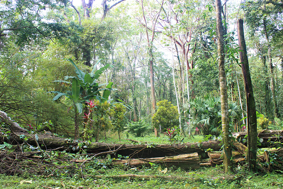 puerto viejo cabina moabi