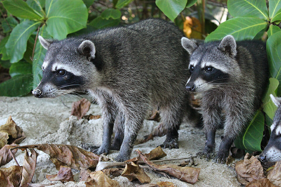 ratons laveur cahuita