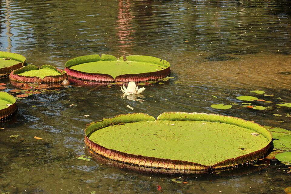 rio-jardin-botanique-nenuphar