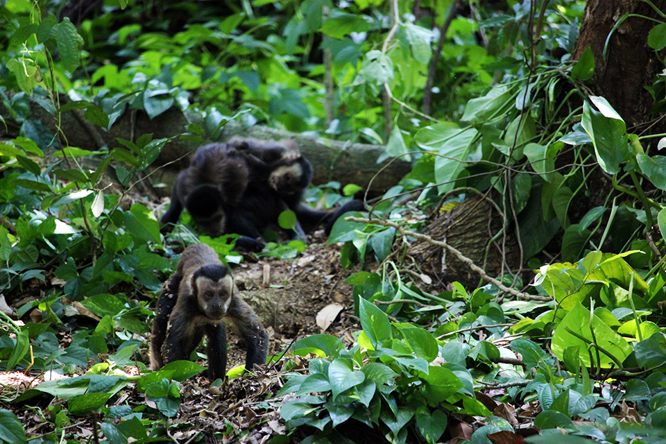rio-jardin-botanique-singes