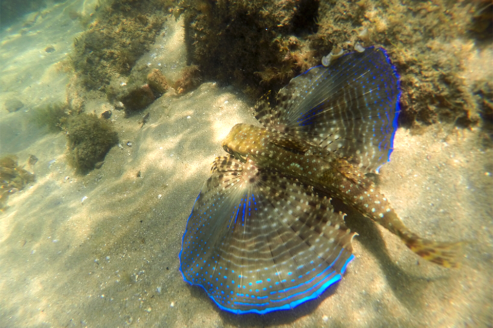 ilha-grande-lago-azul-poisson