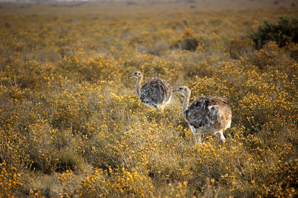 argentina peninsule de valdes