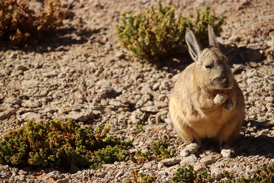 chinchilla, bolivia, desert, siloli