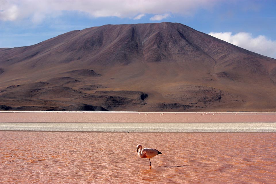flamand rose laguna colorada
