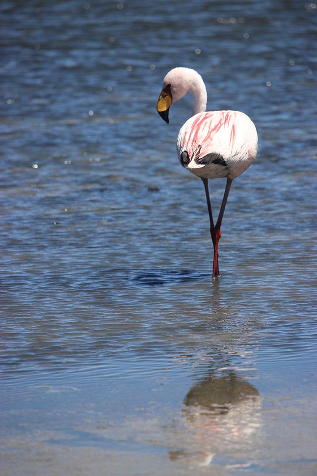flamand,rose,bolivie