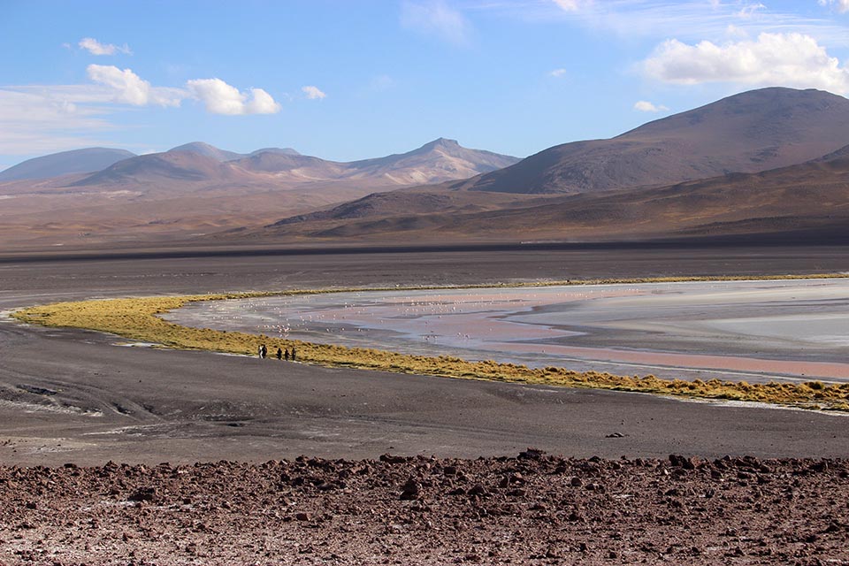 laguna,colorada,flamand rose
