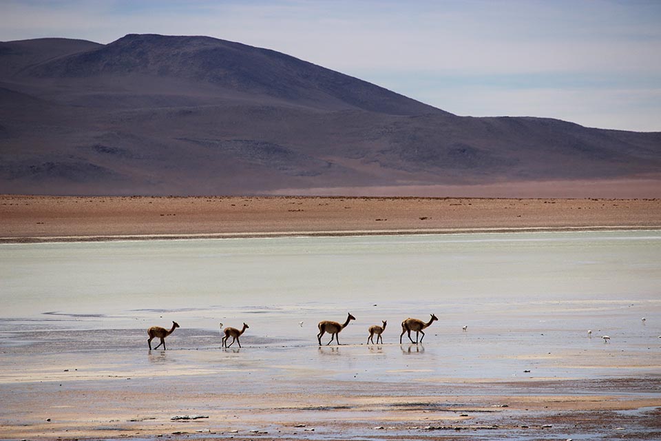 laguna,colorada,lama