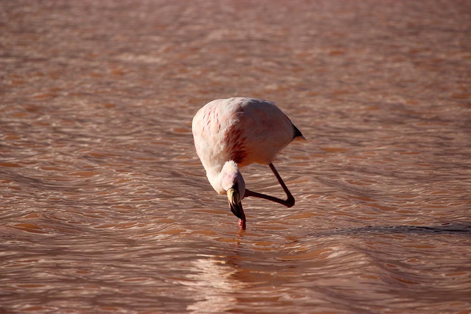 laguna,colorado,flamand,rose