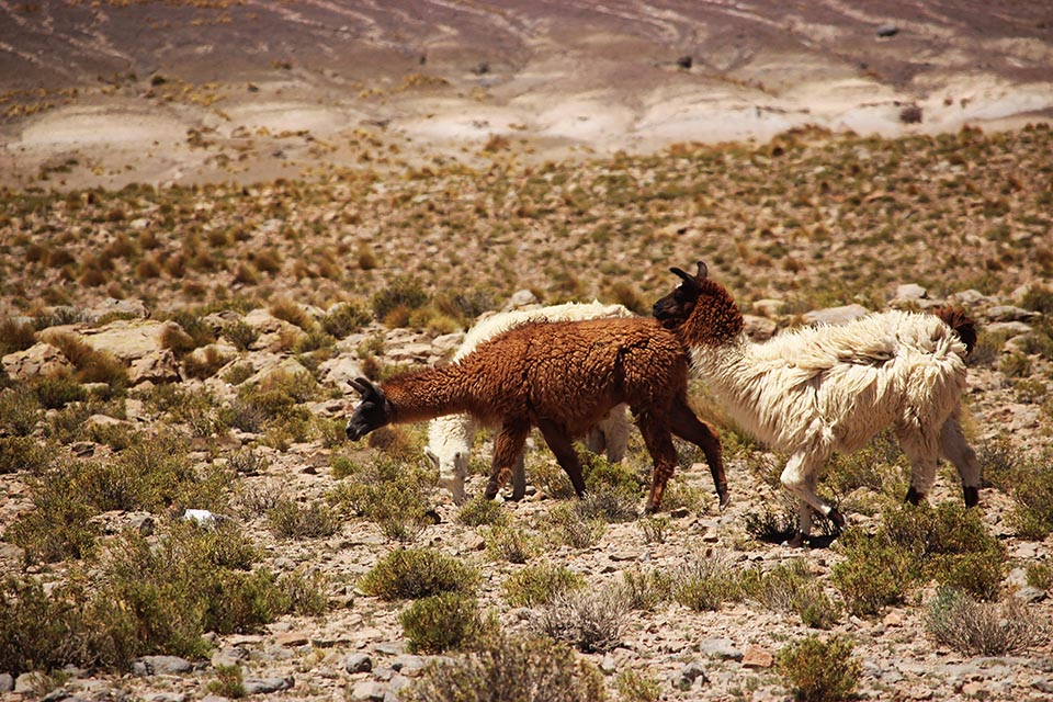lama,bolivie