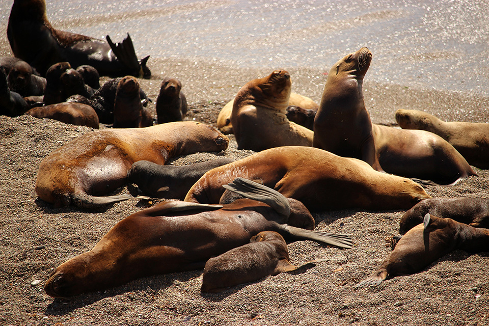 Péninsule de Valdes, mini safari animalier