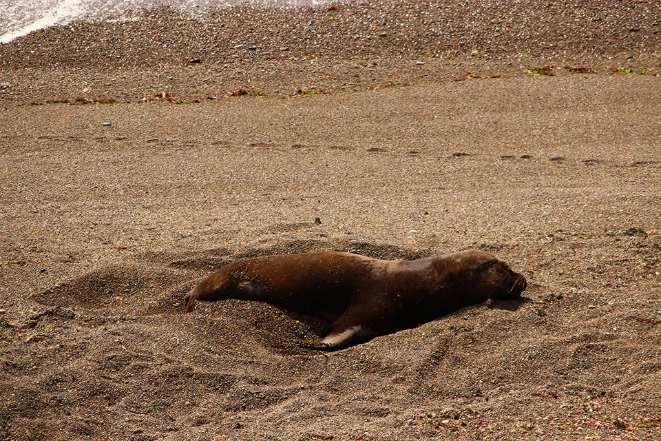 peninsule valde lions de mer argentina