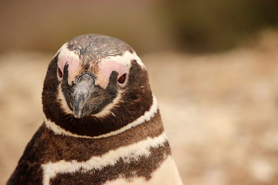 pingouins peninsule valdes