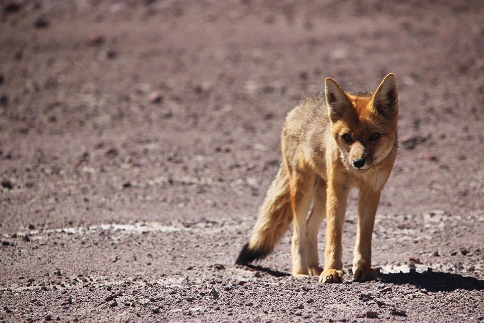 renard, bolivia