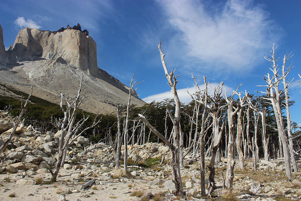 torres-del-paine-incendie-arbres