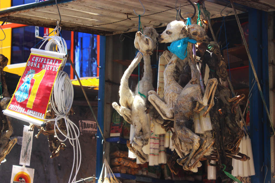 La paz, foetus de lama, bolivie, rituel