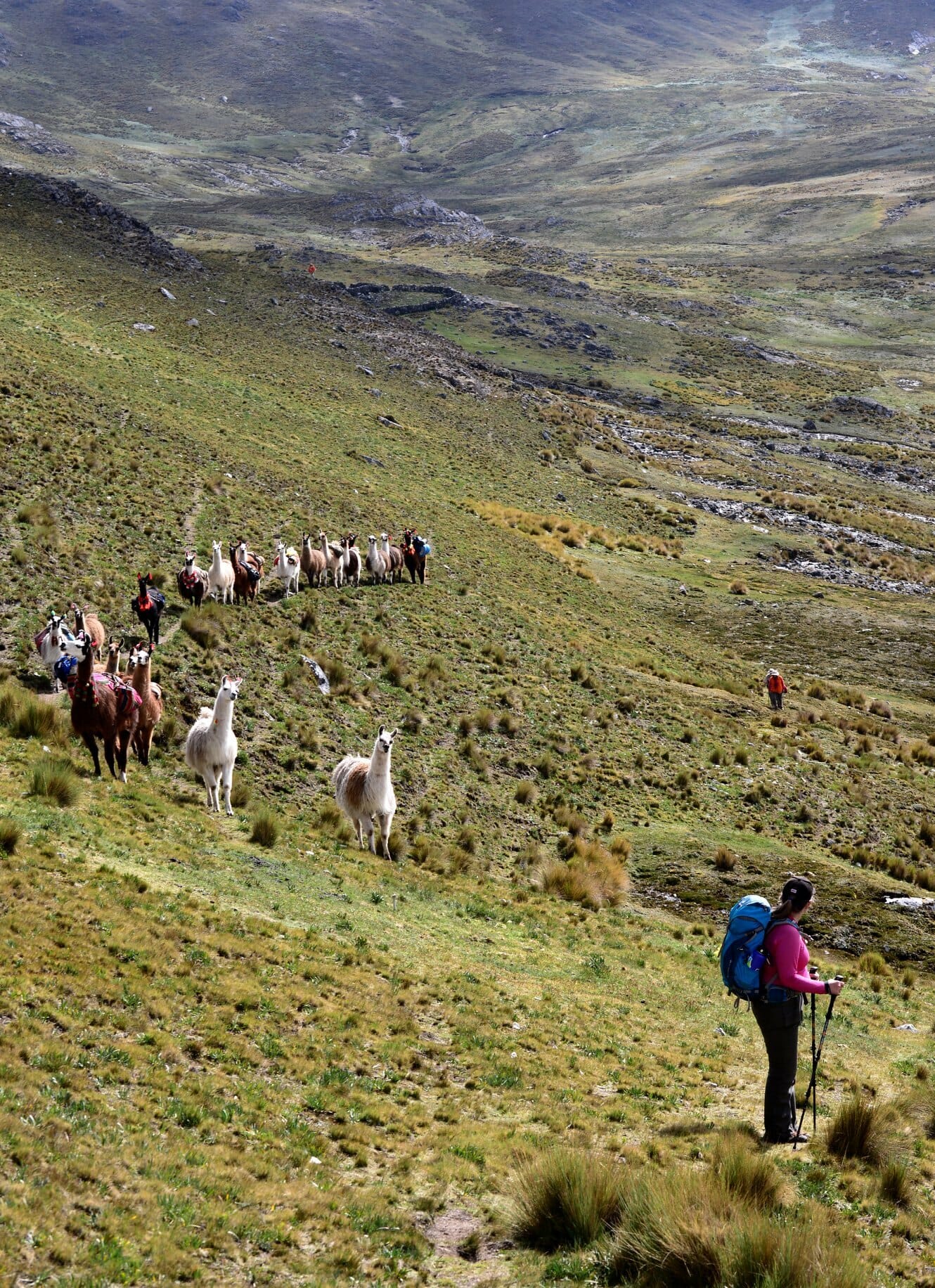 randonnée avec des lamas dans la vallée sacrée avec Lama Pack