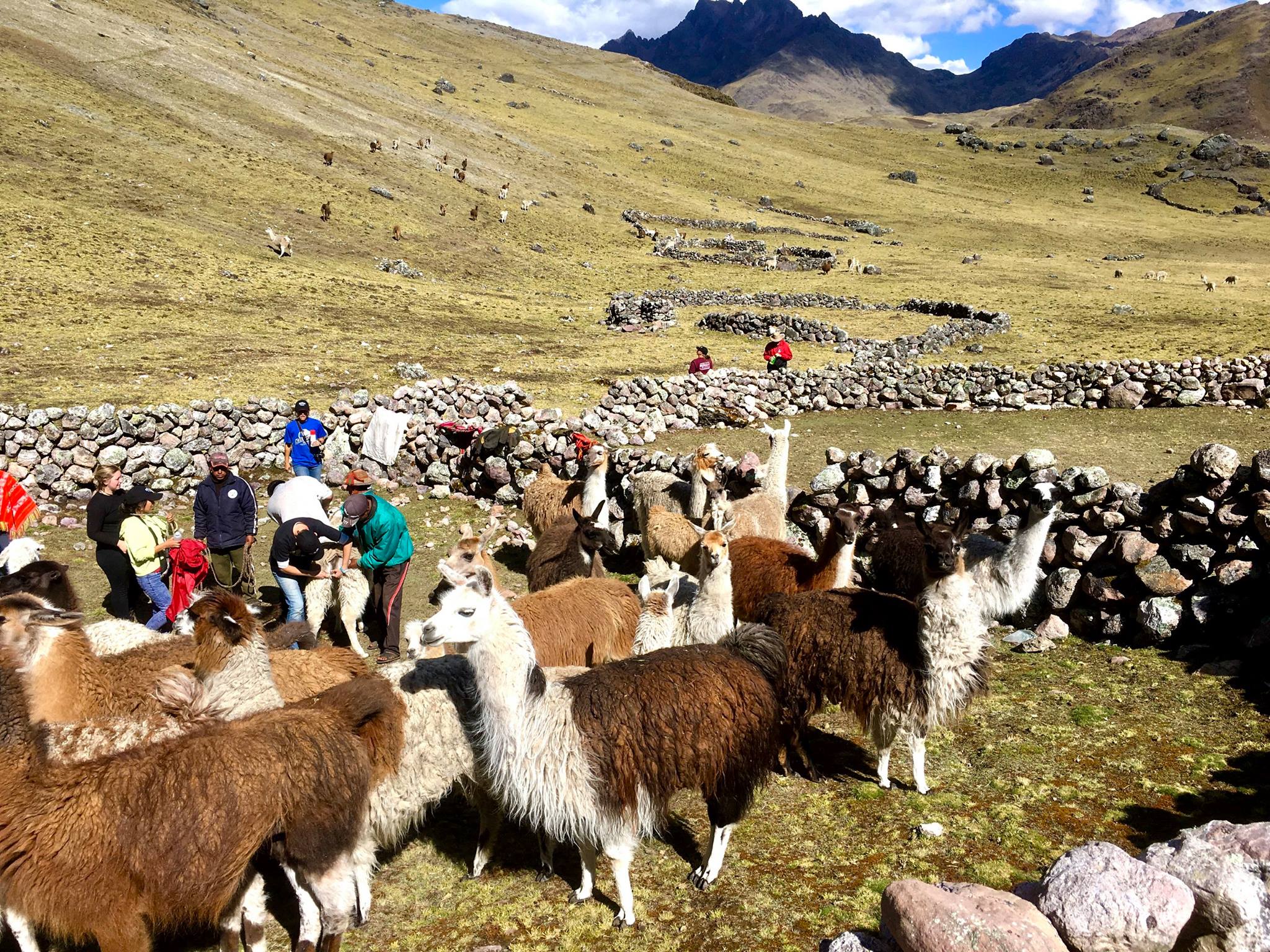 randonnée avec des lamas dans la vallée sacrée avec Lama Pack