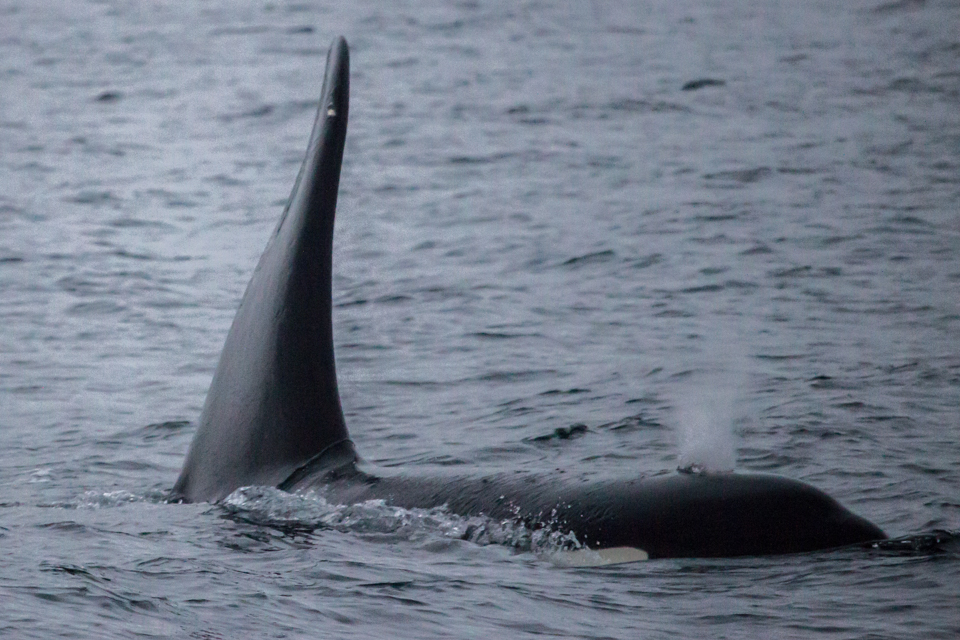 orque-tromso-norvege