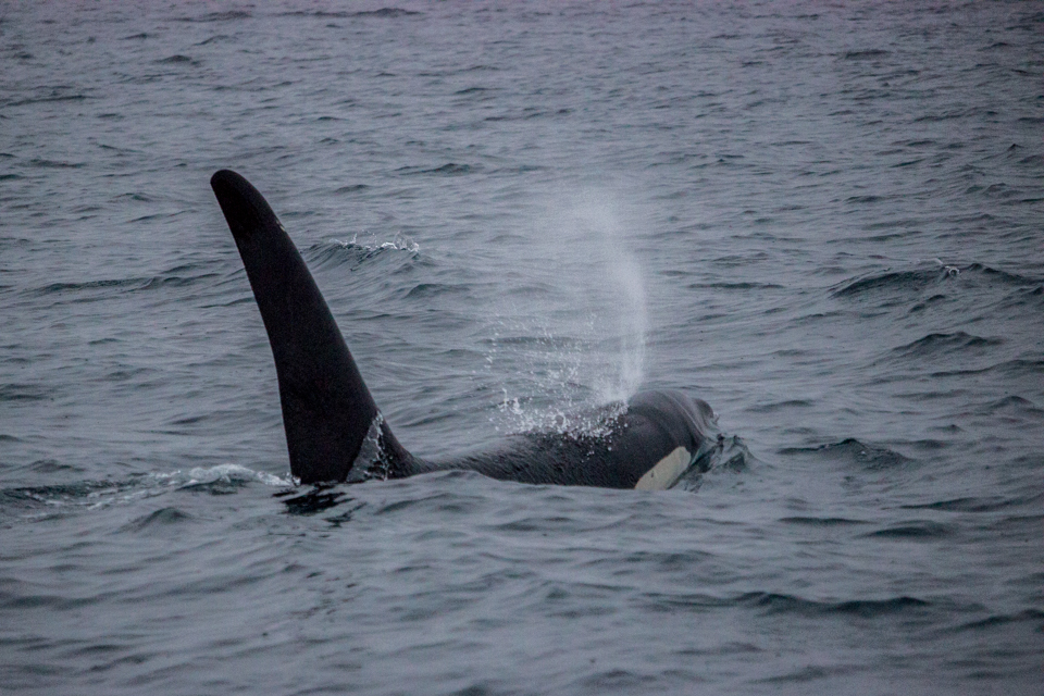 observation-orques-tromso