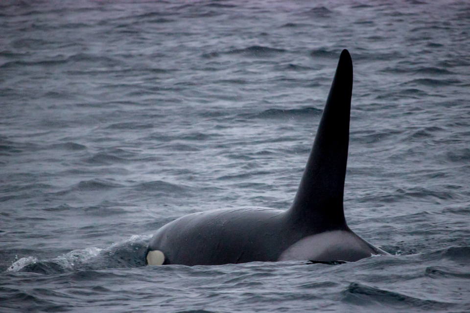 observer-orque-norvege