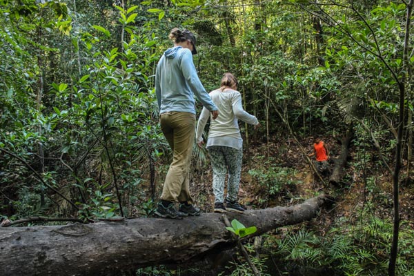 trek-amazonie-arbre
