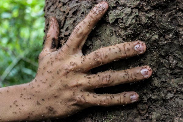 trek-amazonie-fourmis
