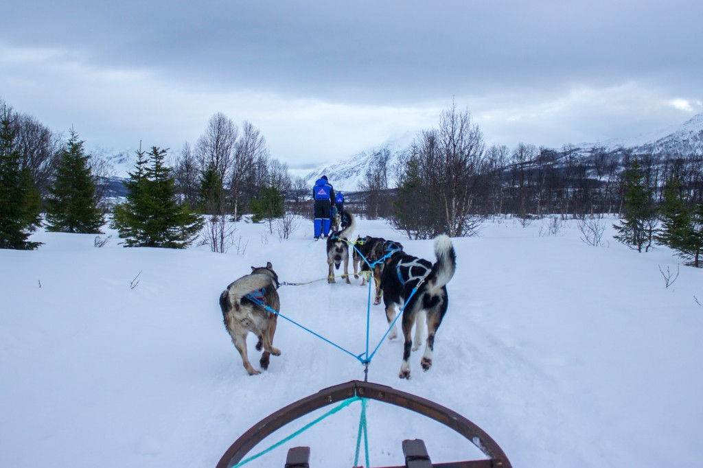 chiens-traineau-tromso
