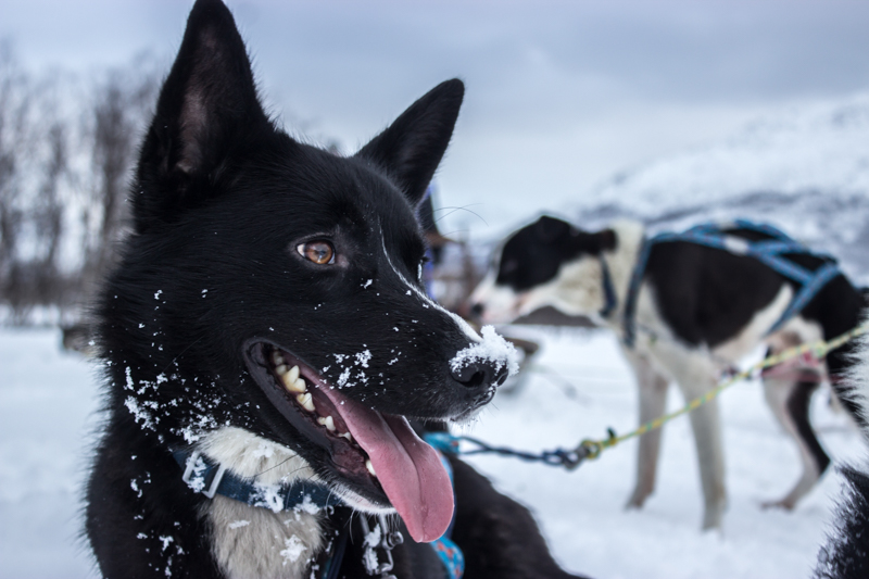 chiens-traineau-norvege