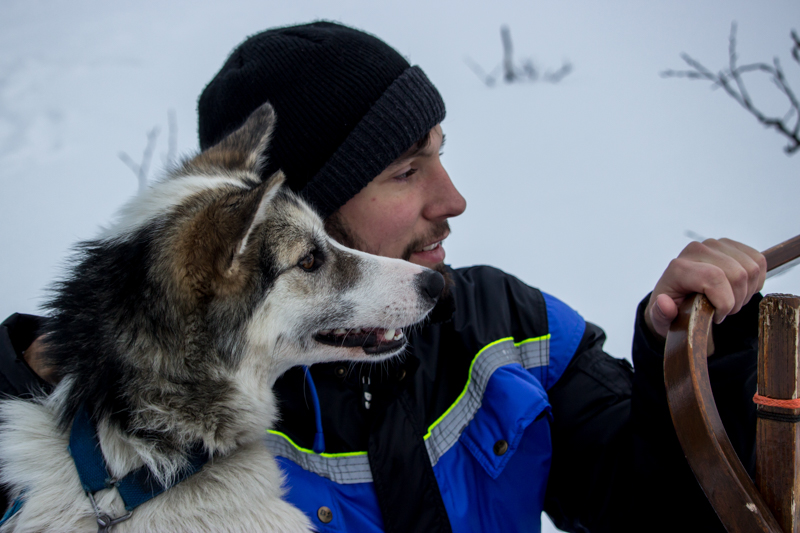 Laponie-traineau-chien