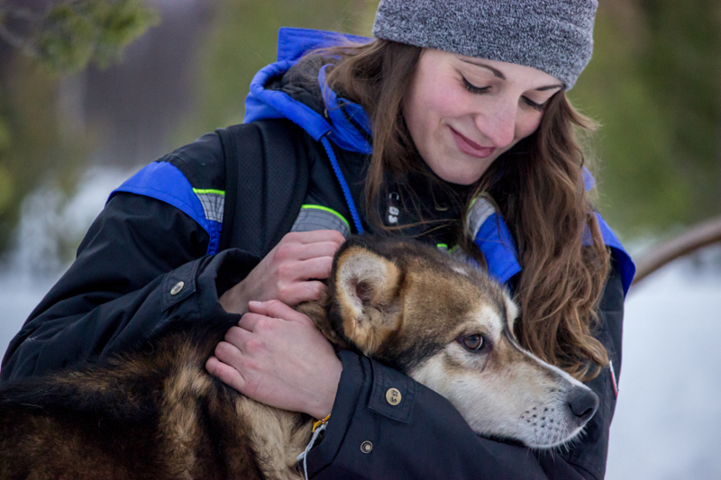 chiens-traineau-laponie