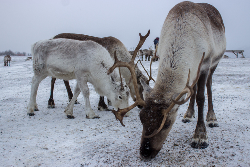 rennes-tromso-norvege