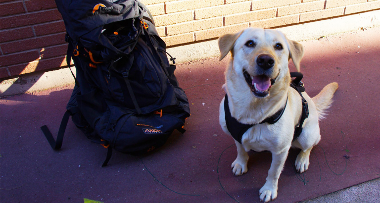 adopter-chien-chili-elqui