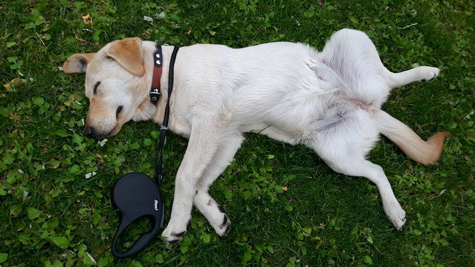 adopter-chien-voyage