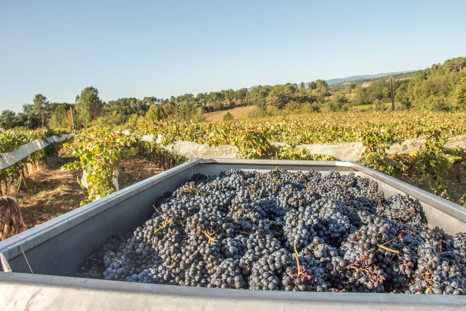 vigne-vendange-ardeche
