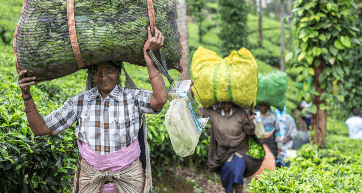 Fondatrice de la ferme de café familiale en Tanzanie