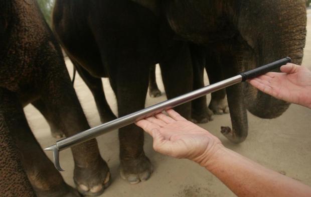 bullhook-elephant-asie