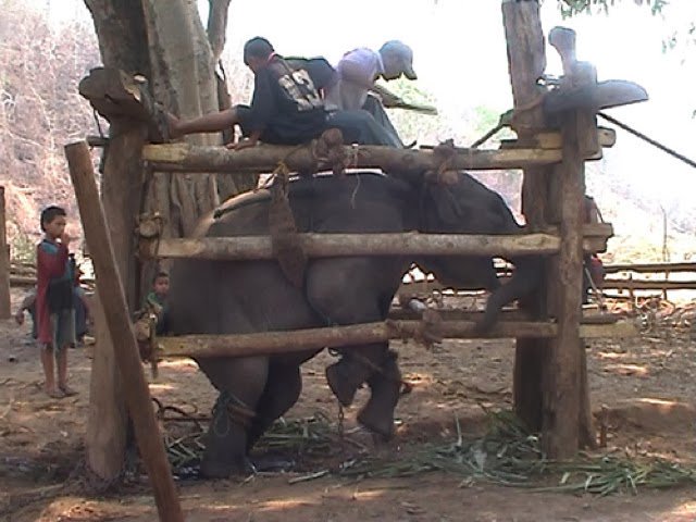 cage-elephant-phajaan
