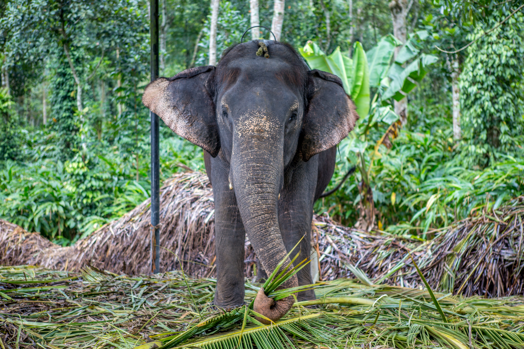 elephant-phajaan-inde