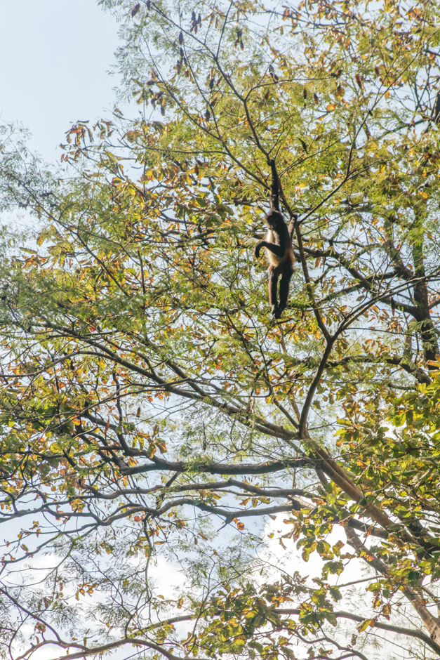 canyon-sumidero-chiapas-mexique-singe