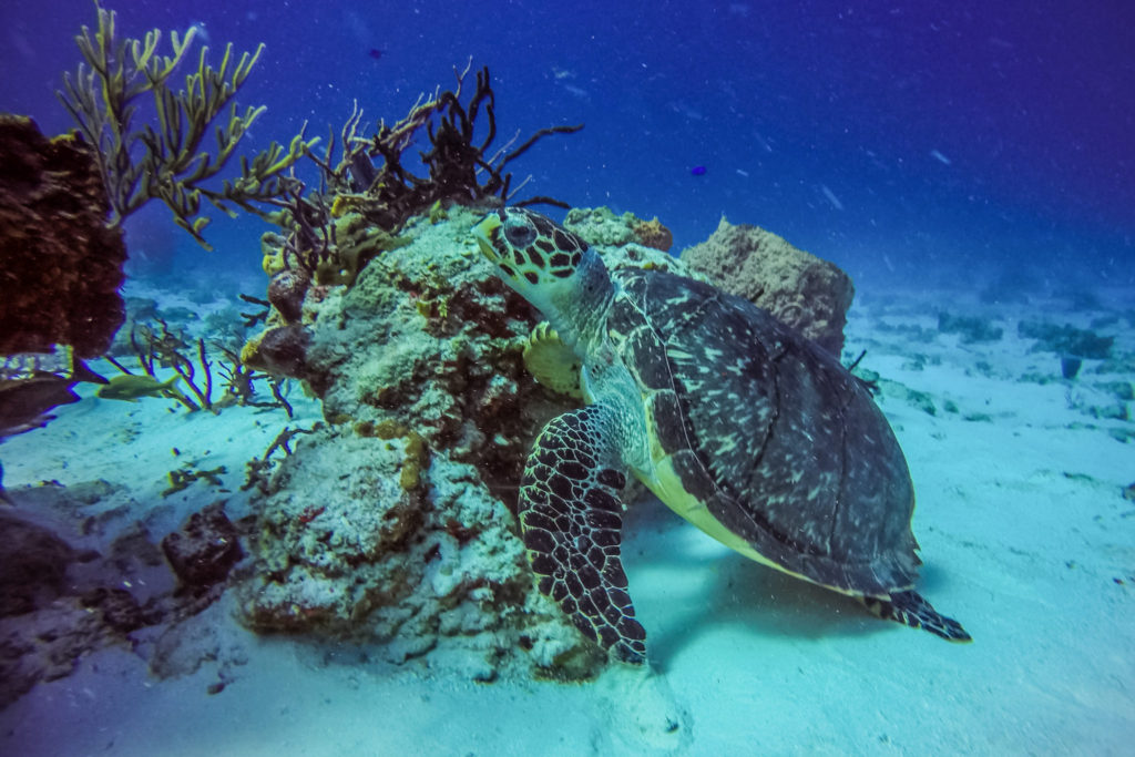 plongée-sous-marine-cozumel-tortues