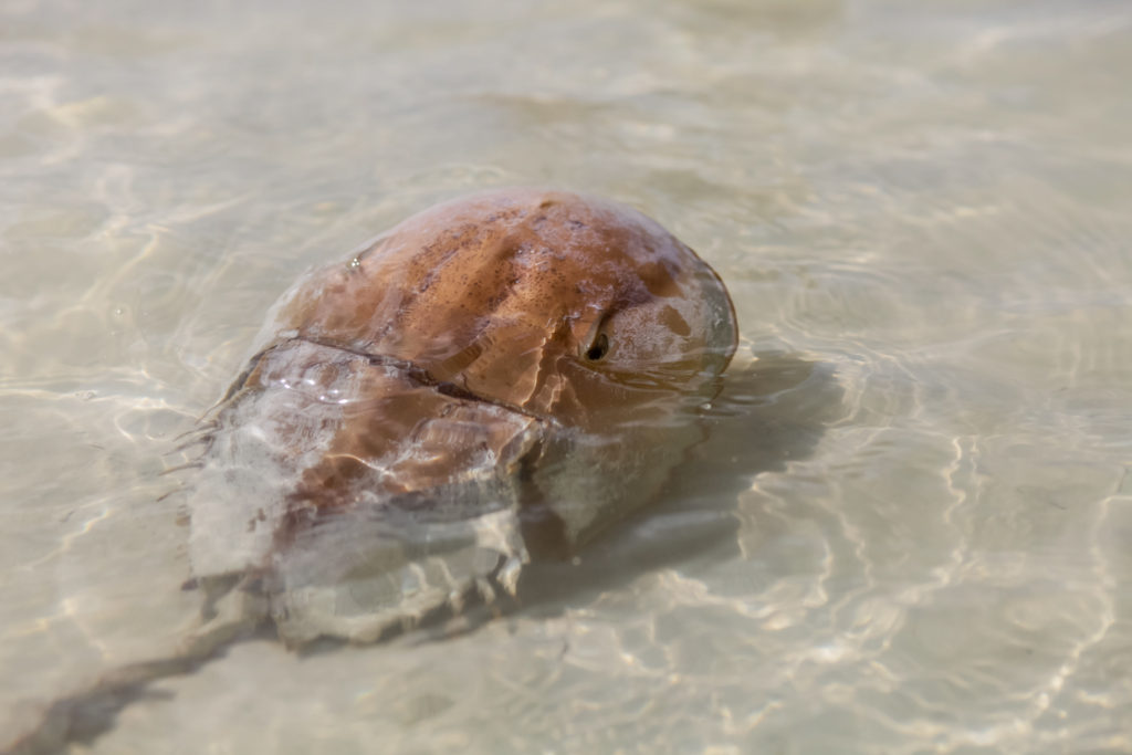 limule-animal-prehistorique-holbox-mexique-yucatan