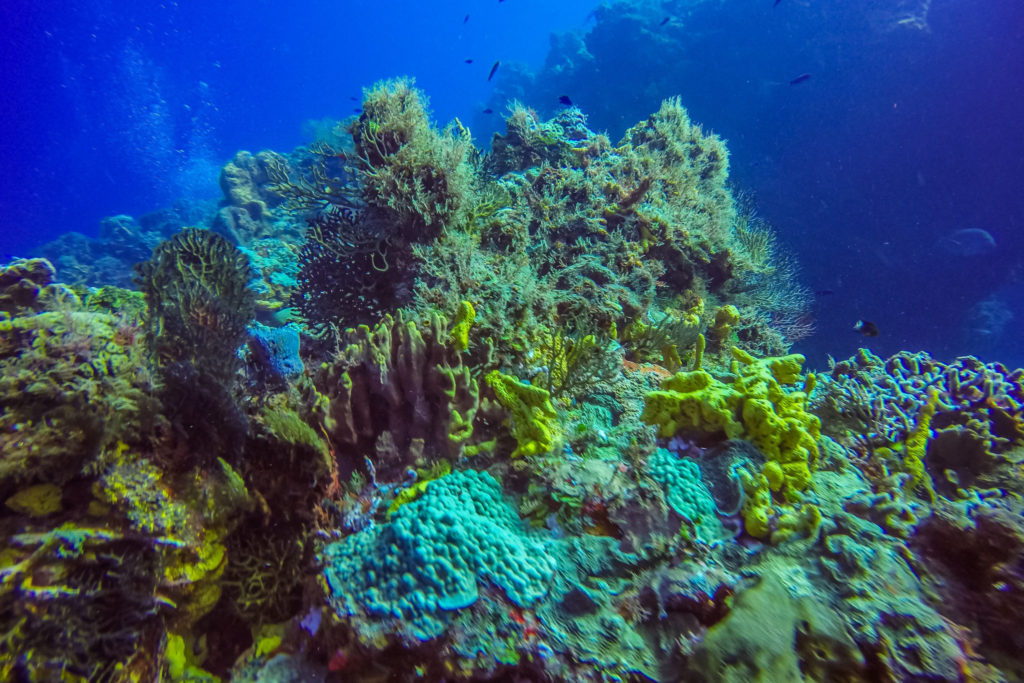 plongée-cozumel-voyage-mexique