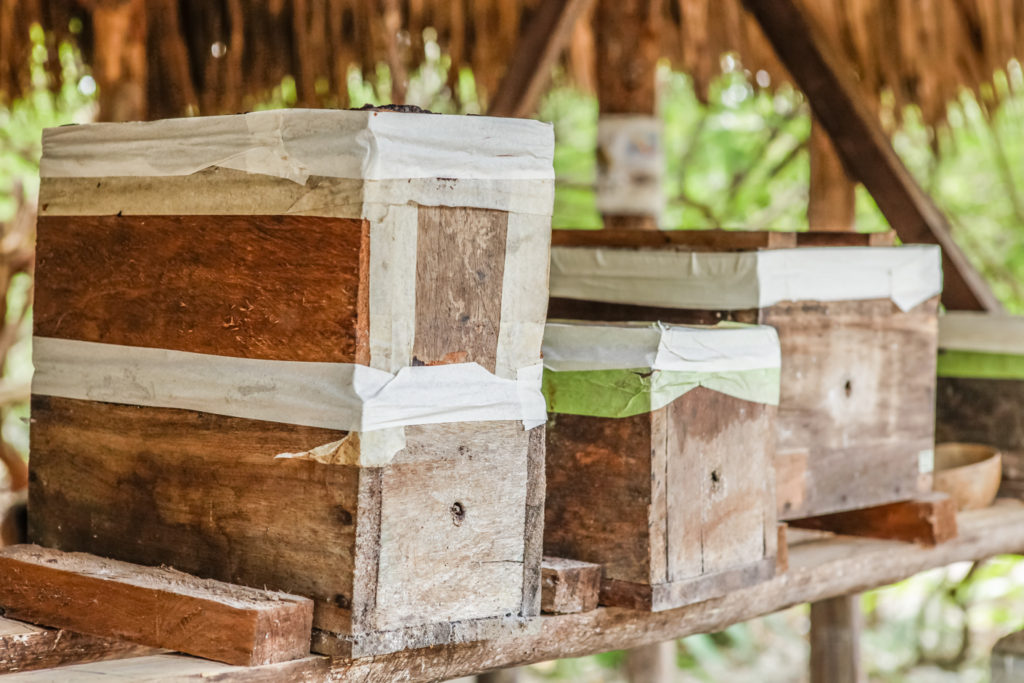 punta-laguna-mexique-abeilles-mayas