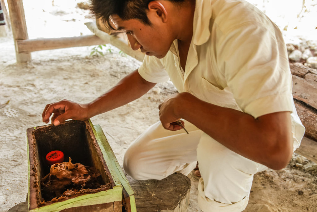 punta-laguna-mexique-maya-meliponas