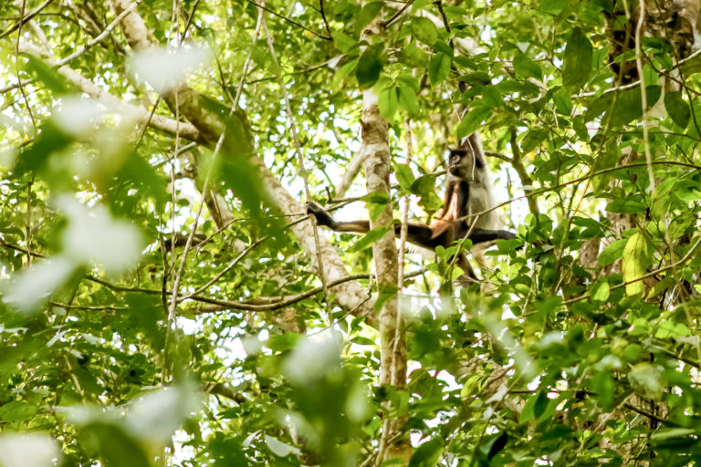 punta-laguna-singes-communauté-maya