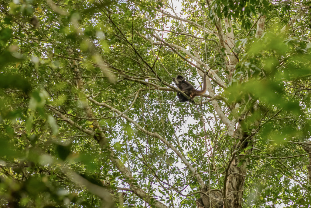 punta-laguna-singes-mexique